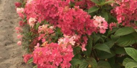 Hydrangea paniculata čarobna vatra: sadnja i njega, fotografije, recenzije